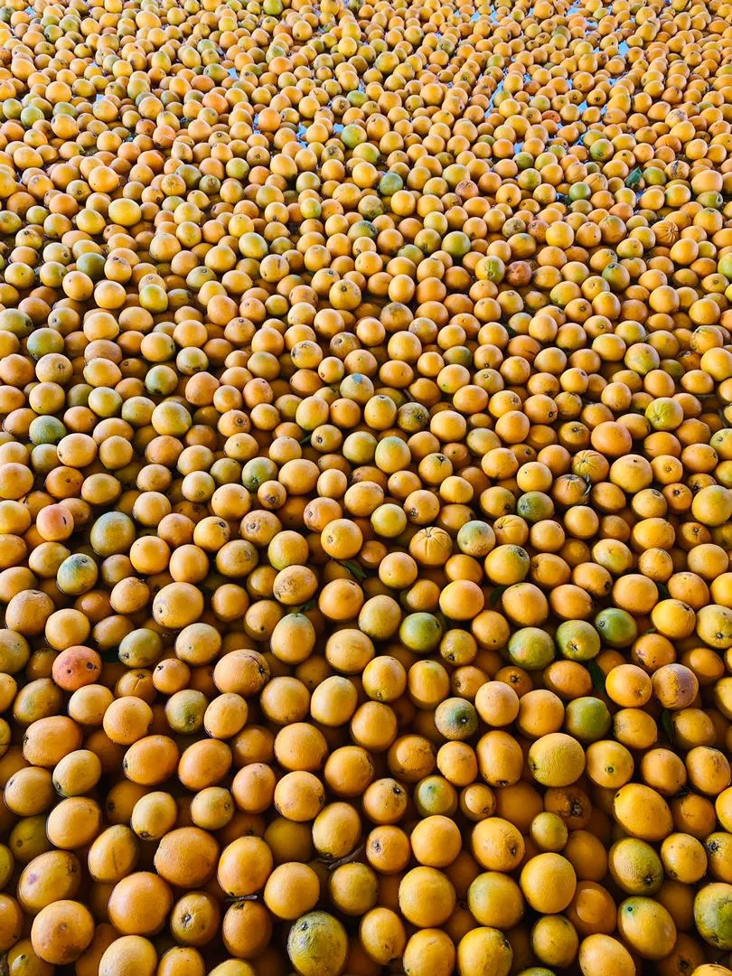 premium imported fruits apples oranges lemons stone fruits fresh quality global sourcing produce delivery in kenya southafrica southerncoldstorage.co.ke9